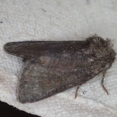 Oligia latruncula