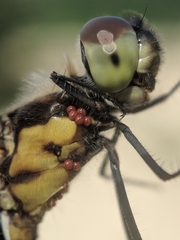 Arrenurus