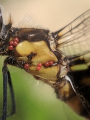 Arrenurus