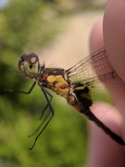 Arrenurus