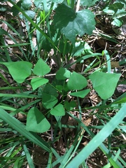Erythrina herbacea