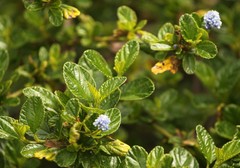 Ceanothus thyrsiflorus thyrsiflorus