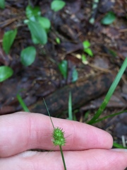 Carex cephalophora