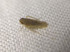 Deltocephalini