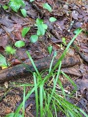 Carex cephalophora