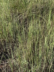 Festuca kingii