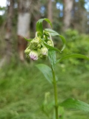 Erigeron glabellus pubescens