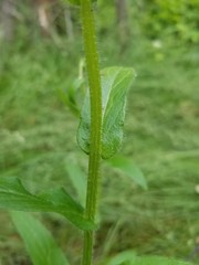 Erigeron glabellus pubescens