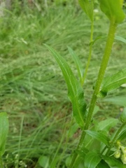 Erigeron glabellus pubescens