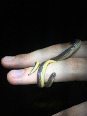 Atractus trilineatus