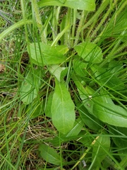 Erigeron glabellus pubescens