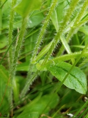 Erigeron glabellus pubescens