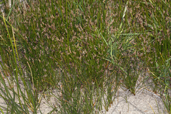 Eleocharis parishii