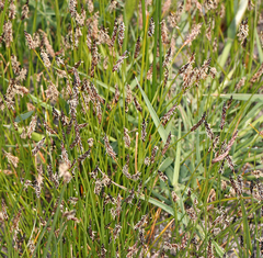 Eleocharis parishii