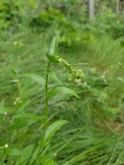 Erigeron glabellus pubescens