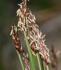 Eleocharis parishii
