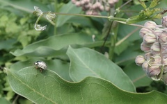 Calligrapha multipunctata