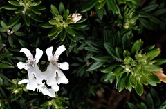 Westringia fruticosa