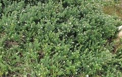 Westringia fruticosa