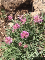 Trifolium attenuatum