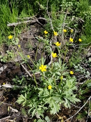 Ranunculus orthorhynchus