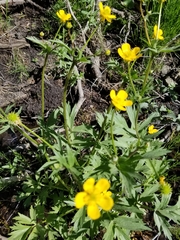 Ranunculus orthorhynchus