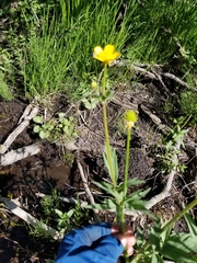 Ranunculus orthorhynchus