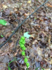 Carex sparganioides