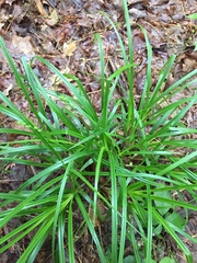 Carex sparganioides