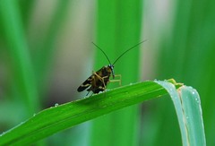 Panorpa coreana
