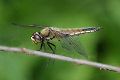 Libellula quadrimaculata
