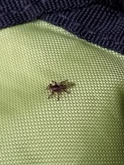Lipoptena depressa