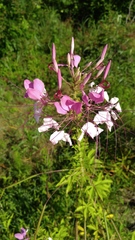 Cleome houtteana