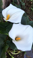Zantedeschia