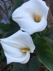 Zantedeschia