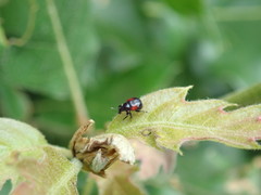 Synolabus bipustulatus