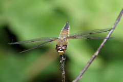 Libellula quadrimaculata
