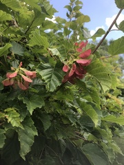 Acer tataricum