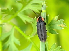 Lucidota atra