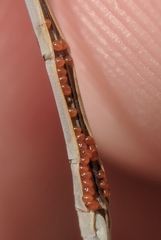 Arrenurus
