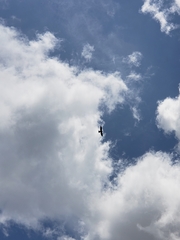 Ictinia mississippiensis