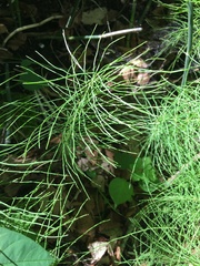 Equisetum sylvaticum