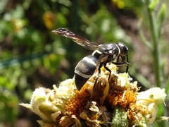 Pachodynerus californicus