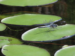Leucorrhinia frigida