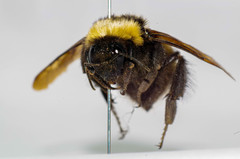 Bombus robustus