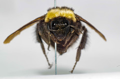Bombus robustus