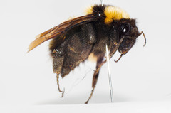 Bombus robustus