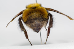 Bombus robustus