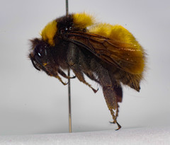 Bombus robustus