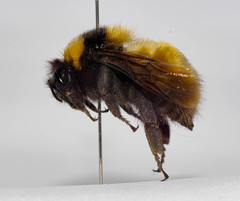 Bombus robustus